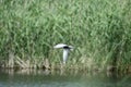 Black tern flying near the lake surface with selective focus background Royalty Free Stock Photo