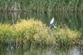 Black tern flying near the lake surface with selective focus background Royalty Free Stock Photo