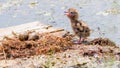 black tern nest, two eggs in the nest and a hatched chick nearby