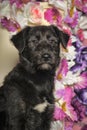 Black Terrier crossbreed