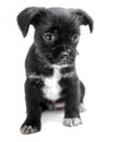 Black Terrier puppy dog Royalty Free Stock Photo