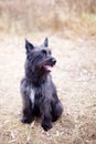 Black terrier