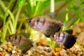 Black tetra Royalty Free Stock Photo