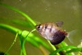Black tetra Royalty Free Stock Photo