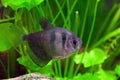 Black tetra Royalty Free Stock Photo