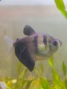 Black tetra fish in the aquarium