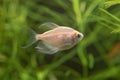 Longfin white widow tetra Gymnocorymbus Ternetzi in a tank