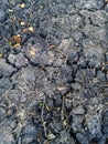 black texture of dry soil, dry grass, dry leaf stems Royalty Free Stock Photo