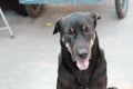 Black Thai dog sitting on the ground floor at the market place with a tongue out and blurred a vehicle wheel Royalty Free Stock Photo