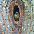 Black-thighed falconet Royalty Free Stock Photo