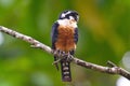 Black Thighed Falconet bird Royalty Free Stock Photo