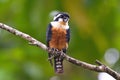 Black Thighed Falconet Royalty Free Stock Photo