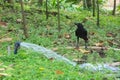 A black thirsty crow, perched on a rubber hose, drinking in the water provided for the lush Thai garden park.