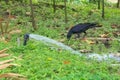 A black thirsty crow, perched on a rubber hose, drinking in the water provided for the lush Thai garden park.