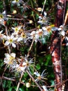 Black Thorn in Blossom and Bud, Spring Flowering in March - April