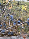 Black thorn bush with fruit hit by frost in late autumn