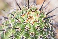 Black thorn cactus texture background