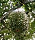 black thorn durian fruit native to Tanjung Batu Kundur Indonesia