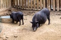 Black thoroughbred pigs farm animal outdoor agriculture in a village or on a ranch