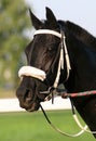 Black Thoroughbred Portrait