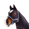 Black thoroughbred stallion head isolated on white Royalty Free Stock Photo
