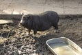 A black thoroughbred, well-fed, contented pig stands in a paddock with pitted earth Royalty Free Stock Photo