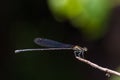 Black Threadtail damselfly