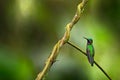 Black-throated Brilliant, Heliodoxa schreibersii, detail portrait of hummingbird from Ecuador and Peru. Shiny tinny bird, green Royalty Free Stock Photo