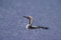 Black-throated diver, Gavia arctica