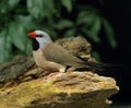 Black Throated Finch, poephila cincta Royalty Free Stock Photo