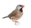 Black-throated Finch - Poephila cincta Royalty Free Stock Photo