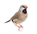 Black-throated Finch - Poephila cincta Royalty Free Stock Photo
