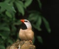 Black Throated Finch, poephila cincta, Adult