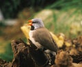 Black Throated Finch, poephila cincta, Adult singing