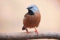 Black-throated finch poephila cincta