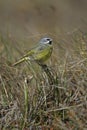 Black-throated finch, Poephila cincta