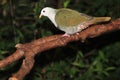 Black-throated fruit dove