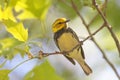 Black-throated Green Warbler