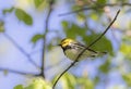 Black-throated Green warbler perched on apple tree branch with blossoms in spring in Ottawa, Canada Royalty Free Stock Photo