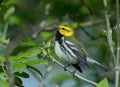 Black Throated Green Warbler sings a pretty song
