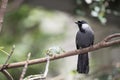 BLACK-THROATED LAUGHING THRUSH (Garrulax chinensis)