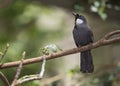 Black-Throated Laughing Thrush Garrulax chinensis