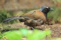 Black-throated laughingthrush Royalty Free Stock Photo