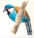 Black-throated Laughingthrush bird drawing