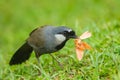 Black-throated Laughingthrush Royalty Free Stock Photo