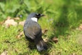 Black-throated laughingthrush Royalty Free Stock Photo