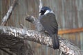 Black-throated laughingthrush Royalty Free Stock Photo