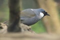 Black-throated laughingthrush Royalty Free Stock Photo