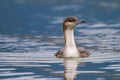 Black-throated loon