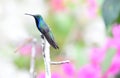 Black-throated mango Antharcothorax nigricollis male